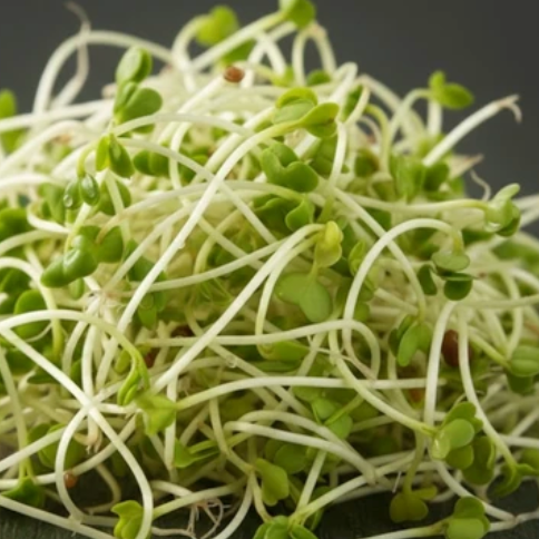 Broccoli Seed & Sprout Extract