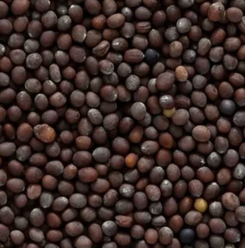(Mustard Seed) Myrosinase Enzyme